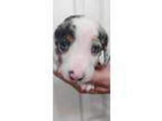 Dachshund Puppy for sale in Clanton, AL, USA