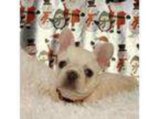 French Bulldog Puppy for sale in Orange City, FL, USA