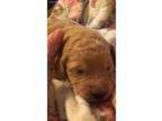 Goldendoodle Puppy for sale in Palmer, TN, USA