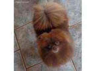 Pomeranian Puppy for sale in Crystal, MI, USA