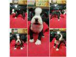 Boston Terrier Puppy for sale in New Berlin, IL, USA