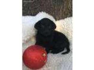 Labrador Retriever Puppy for sale in Lovelady, TX, USA