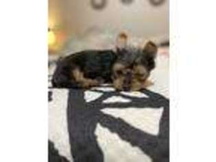 Yorkshire Terrier Puppy for sale in Shelbyville, KY, USA