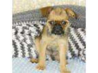 Brussels Griffon Puppy for sale in Rogers, AR, USA