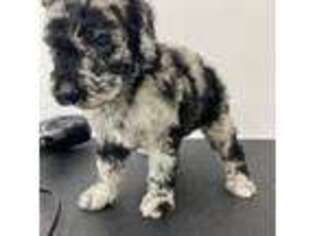 Mutt Puppy for sale in Forest City, NC, USA