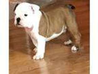 Bulldog Puppy for sale in Woodruff, SC, USA