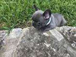 French Bulldog Puppy for sale in Bedford, TX, USA