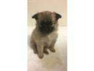 Pomeranian Puppy for sale in Ballwin, MO, USA