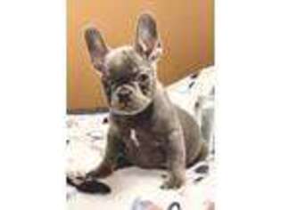 French Bulldog Puppy for sale in Mathis, TX, USA
