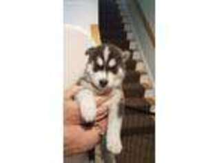 Siberian Husky Puppy for sale in Newport, RI, USA