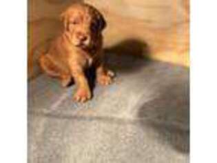Labradoodle Puppy for sale in Chino Hills, CA, USA
