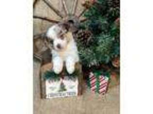 Miniature Australian Shepherd Puppy for sale in Kalama, WA, USA