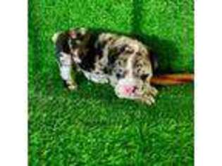 Bulldog Puppy for sale in Rancho Cordova, CA, USA