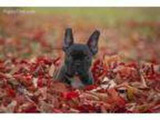 French Bulldog Puppy for sale in Hodgenville, KY, USA
