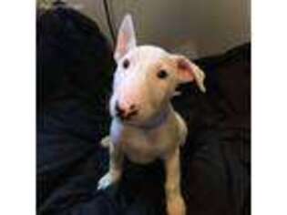 Bull Terrier Puppy for sale in Pensacola, FL, USA