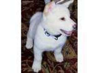 Akita Puppy for sale in Galena, KS, USA