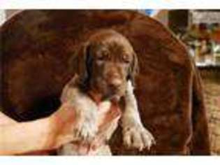 Medium Photo #1 German Shorthaired Pointer Puppy For Sale in Nashville, TN, USA