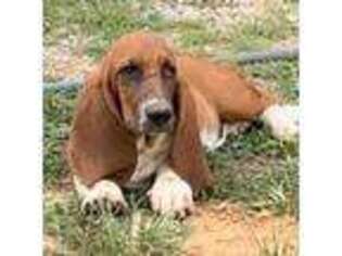 Basset Hound Puppy for sale in Milo, MO, USA