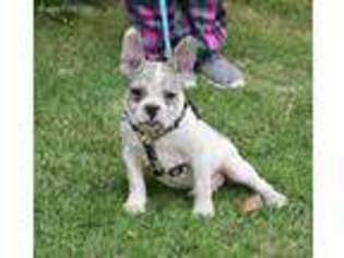 French Bulldog Puppy for sale in Escalon, CA, USA