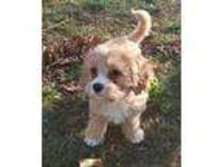 Cavapoo Puppy for sale in Moravian Falls, NC, USA