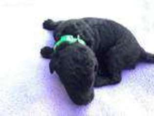 Labradoodle Puppy for sale in Andalusia, AL, USA