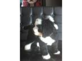 Bernese Mountain Dog Puppy for sale in Williamstown, KY, USA