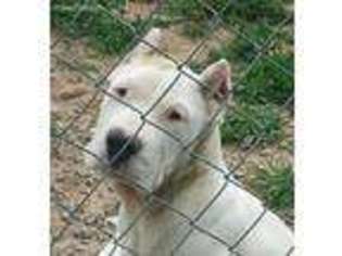 Dogo Argentino Puppy for sale in Saint Louis, MO, USA