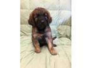 Saint Berdoodle Puppy for sale in Glasgow, MT, USA