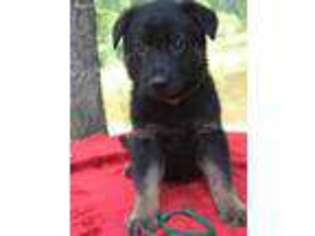 German Shepherd Dog Puppy for sale in Franklin, GA, USA