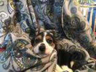 Beagle Puppy for sale in Idaho Falls, ID, USA