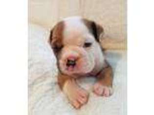 Bulldog Puppy for sale in Ronkonkoma, NY, USA