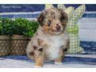 Miniature Australian Shepherd Puppy for sale in Wakarusa, IN, USA