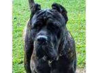 Cane Corso Puppy for sale in Columbus, IN, USA