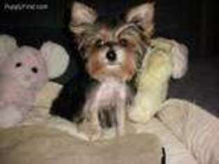 Yorkshire Terrier Puppy for sale in Williamsburg, IN, USA