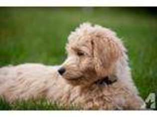 Goldendoodle Puppy for sale in HOODSPORT, WA, USA