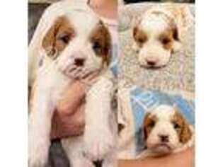 Cavapoo Puppy for sale in Kansas City, KS, USA
