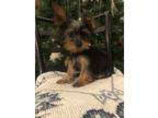 Yorkshire Terrier Puppy for sale in Pittsfield, MA, USA