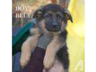 German Shepherd Dog Puppy for sale in LAKE STEVENS, WA, USA