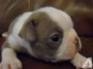 Boston Terrier Puppy for sale in FAIRMONT, WV, USA