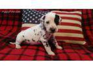 Dalmatian Puppy for sale in Sharpsburg, MD, USA