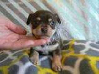 Chihuahua Puppy for sale in Piedmont, MO, USA