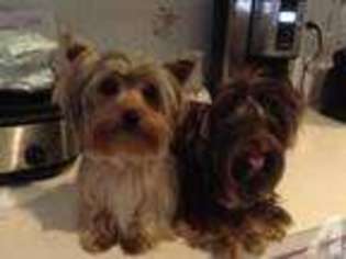 Yorkshire Terrier Puppy for sale in NEW PORT RICHEY, FL, USA