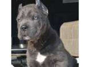 Cane Corso Puppy for sale in Middletown, NY, USA
