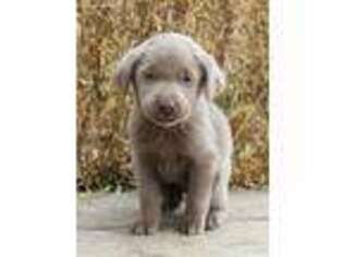 Labrador Retriever Puppy for sale in Saint Francis, KS, USA