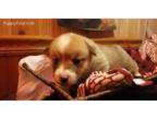 Pembroke Welsh Corgi Puppy for sale in Dearborn Heights, MI, USA