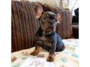 French Bulldog Puppy for sale in Hesperia, CA, USA