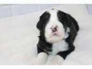 Mutt Puppy for sale in New Prague, MN, USA