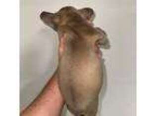 French Bulldog Puppy for sale in Villa Park, IL, USA