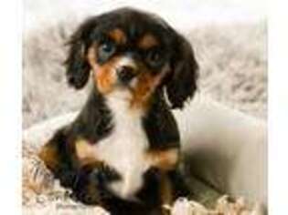 English Toy Spaniel Puppy for sale in Rochester, IN, USA