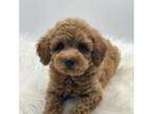 Mutt Puppy for sale in Sallisaw, OK, USA